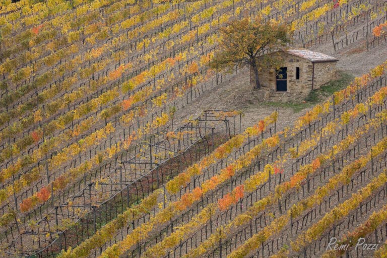 Petit abri en pierre au milieu d'un vignoble toscan