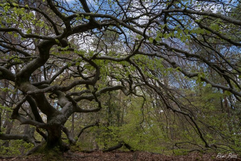 Grand arbre exceptionnel des faux de Verzy