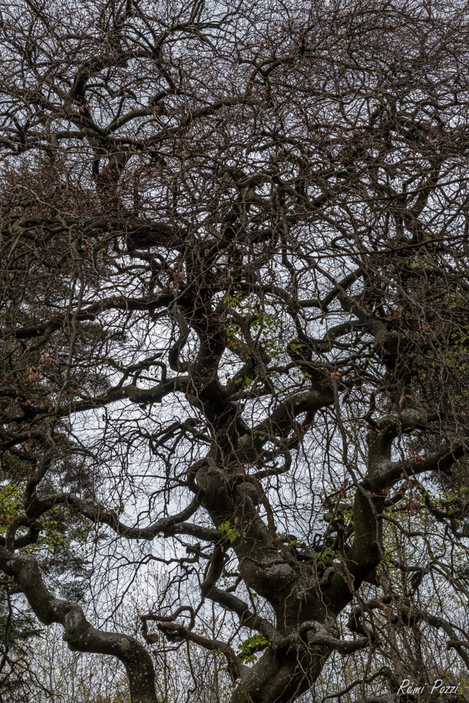 Arbre fouillis des faux de Verzy