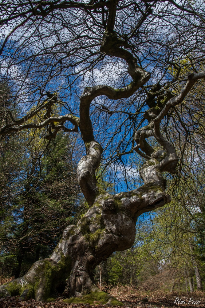 Arbre pittoresque au tronc noueux de Verzy