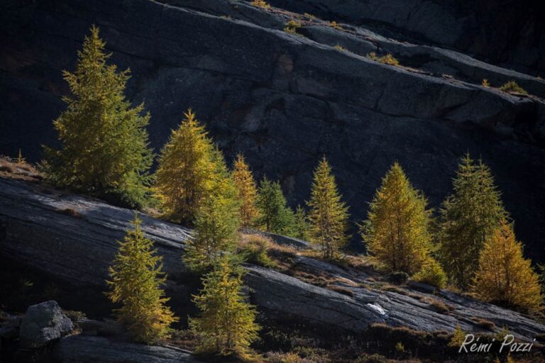 Arbres qui ont poussés sur une pente rocheuse