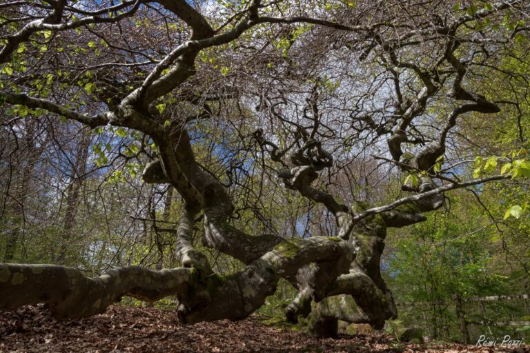 Arbre sinueux des faux de Verzy