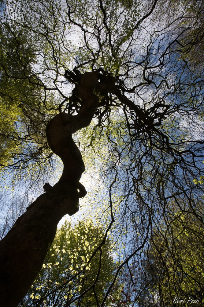 Arbre tordu des faux de Verzy sous le soleil