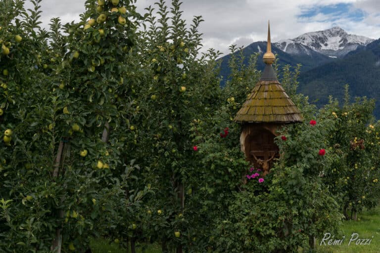 Arbres fruitiers devant une montagne ennneigée