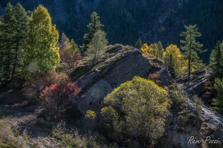 Arbres multicolores autour d'un immense rocher