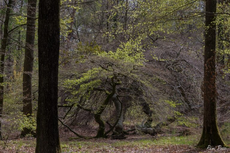 Petits arbres sinueux dans la forêt de Verzy