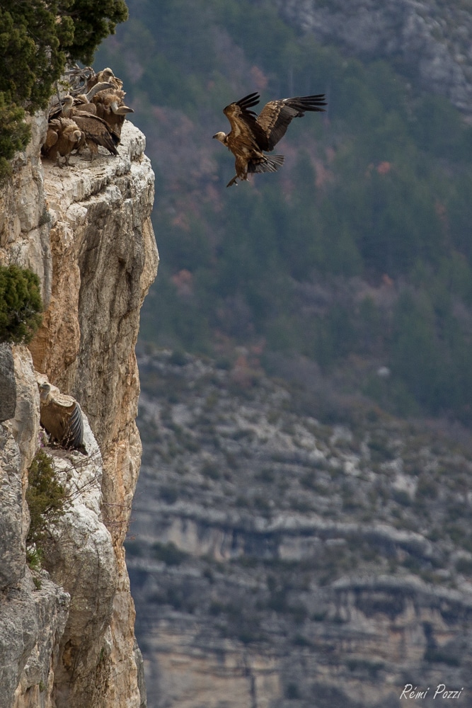 Vautour atterrissant auprès d'un groupe perché au bord d'une falaise