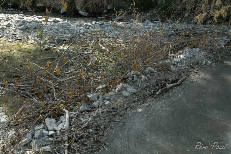 Barrage en bois des castors