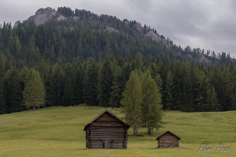 Vielle bâtisse en bois devant une forêt de sapins