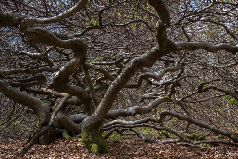 Branches d'arbres qui se tortillent dans tous les sens