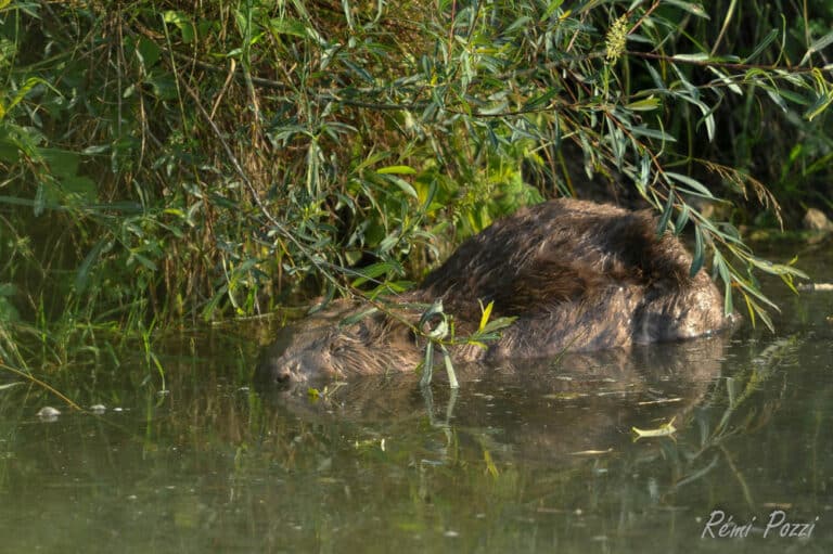 Castor à l'ombre d'un arbrisseau