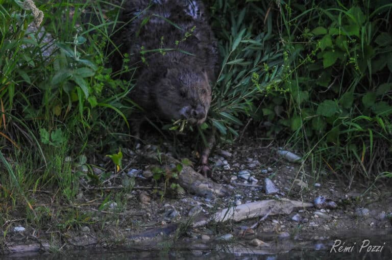 Castor qui ramène des branches pour son nid