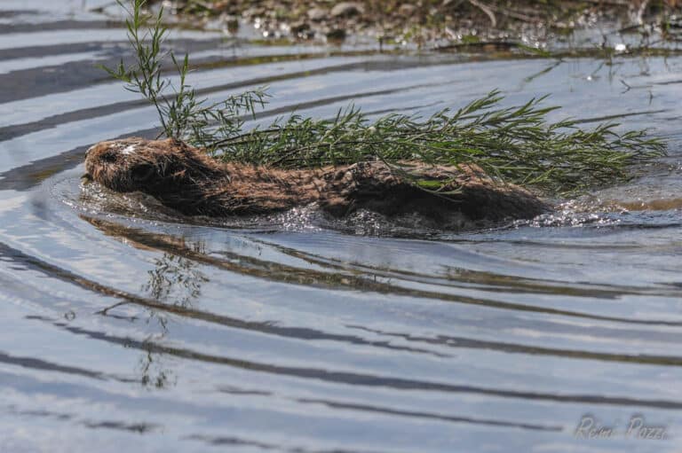 Castor apportant des branchages pour son nid