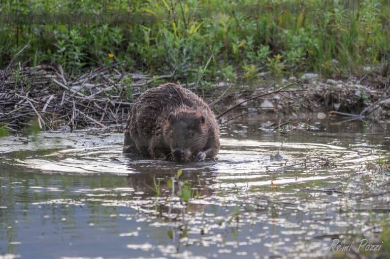 Castor entrant dans un marécage