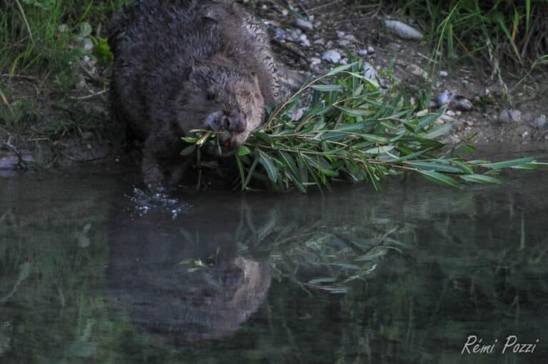 Castor rapportant des branches pour le barrage