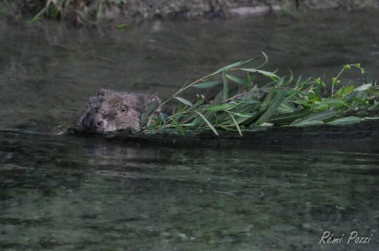 Castor dans l'eau tenant des branches