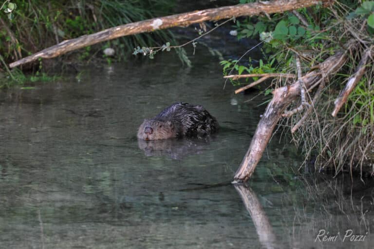 Castor remontant un cours d'eau