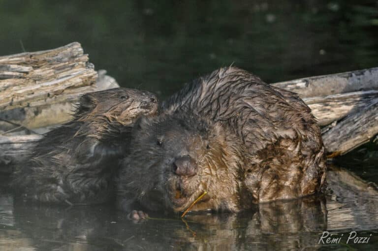 Castor avec son petit dans l'eau