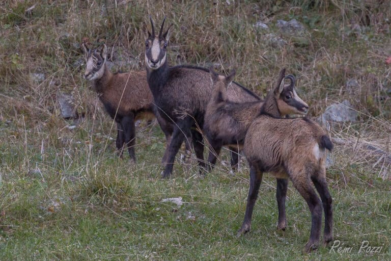 Famille de chamois en liberté dans un champ