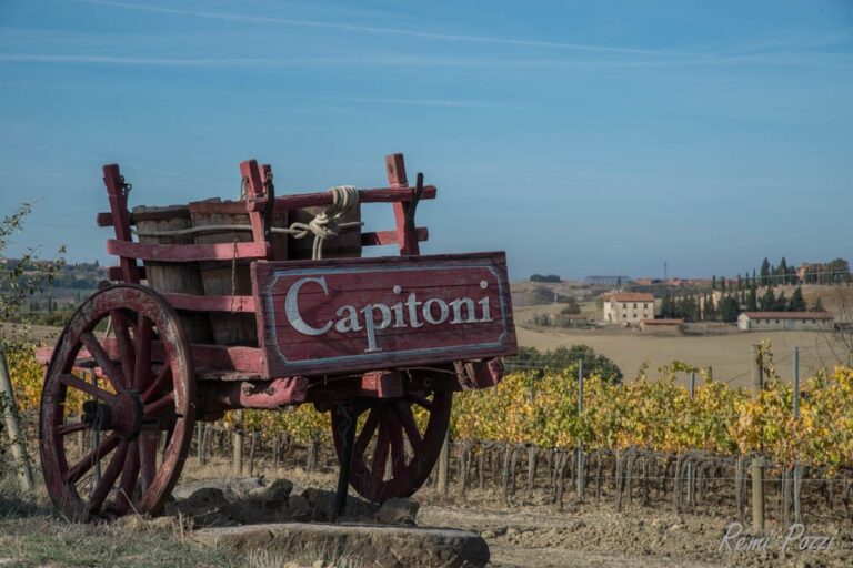 Petit chariot en bois devant une plantation agricole