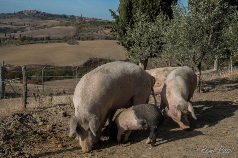 Cochons en liberté en Toscane qui reniflent le sol