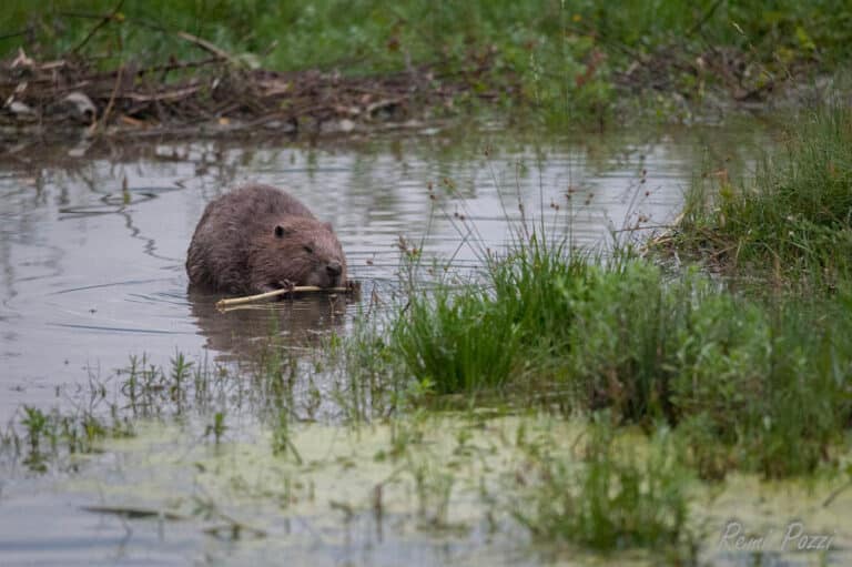 Castor devant son barrage en bois