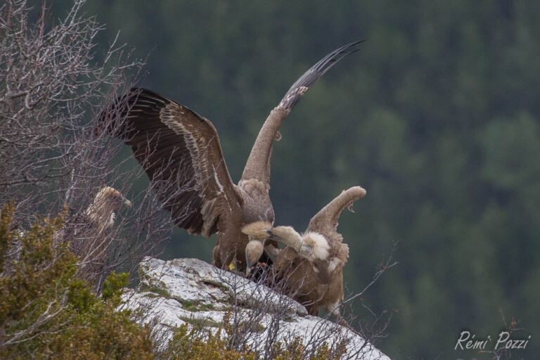 Couple de vautour posés sur un rocher
