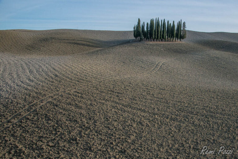 Cyprès isolés au milieu d'un vaste champ en Toscane