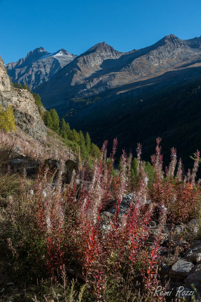 Fleurs rouges devant les magnifiques reliefs du Grand Paradis