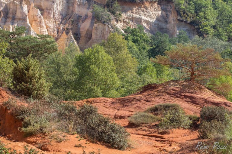 Forêt au pied d'une falaise du Lubéron