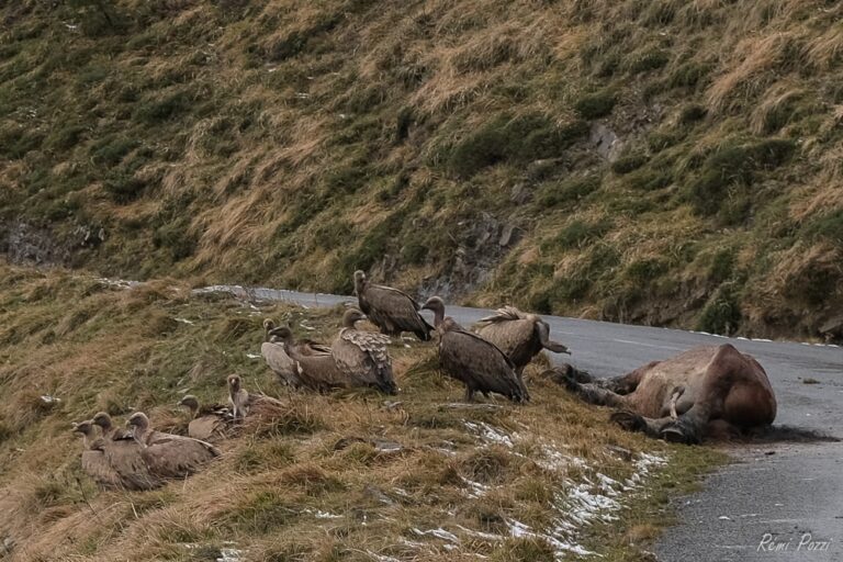 Groupe de vautours devant une carcasse d'animal