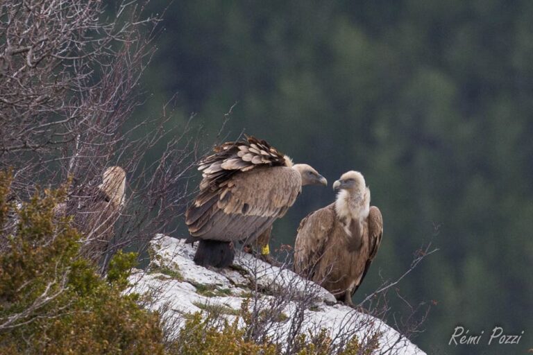 Groupe de vautours bagués patientant sur un rocher
