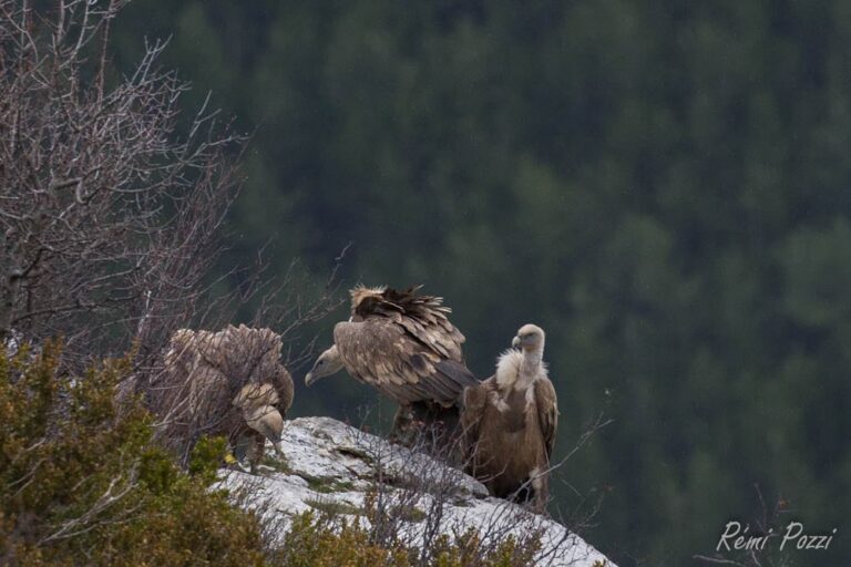 Groupe de vautour posés sur un rocher