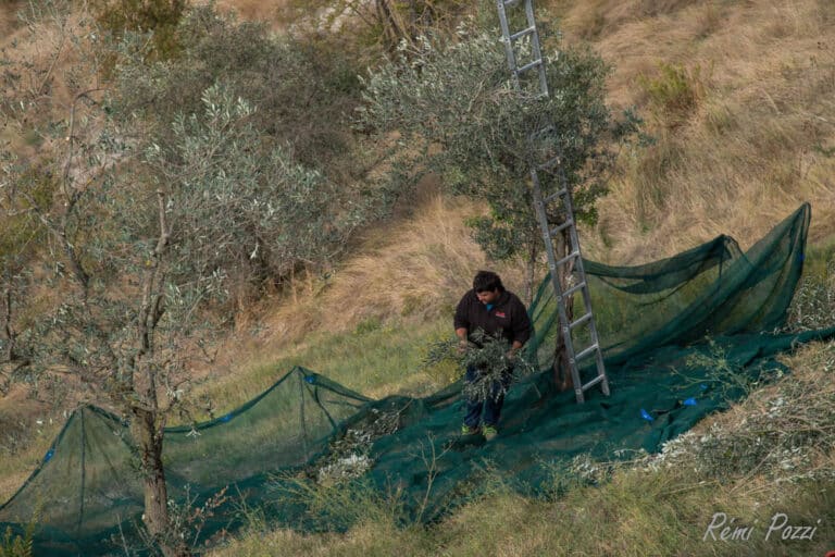 Comment se déroule la récolte des olives en Toscane