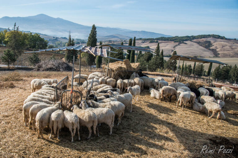 Groupe de moutons regroupés autour des mangeoires