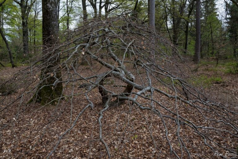 Petit arbre couvert par ses branches au cœur d'une forêt