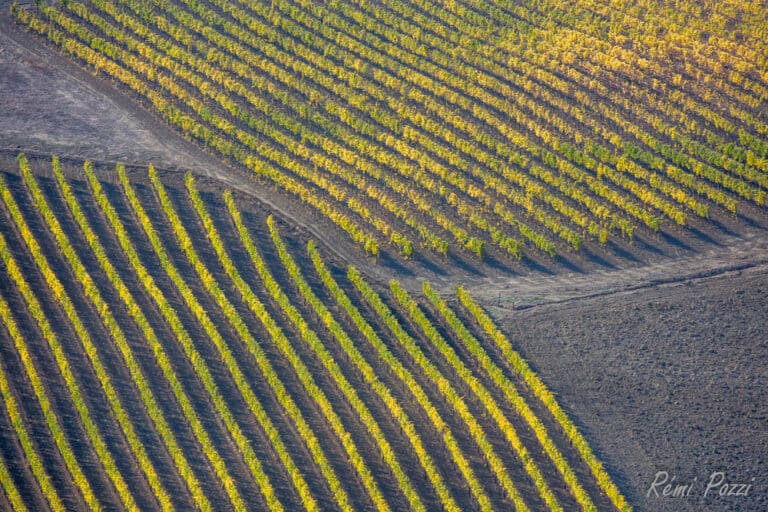 Plantation en Toscane vu d'en haut