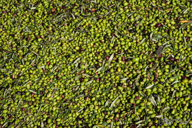 Récolte d'olives vertes de Toscane