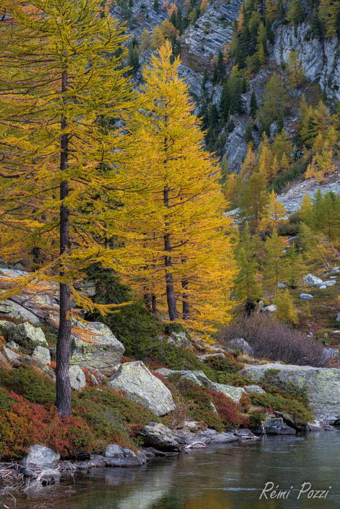 Couleurs d'automne au bord d'une rivière en montagne