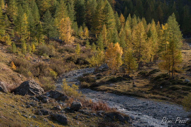 Ruisseau qui sort d'une forêt aux couleurs chatoyantes