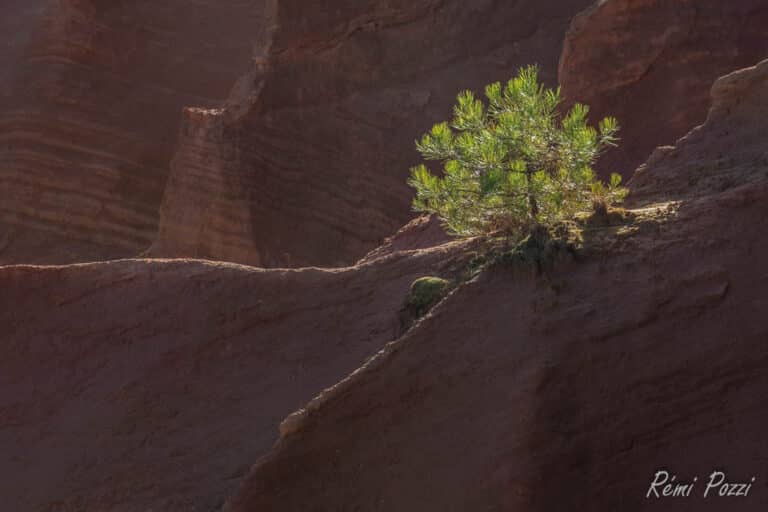 Sapin isolé qui pousse sur une pente raide du Lubéron