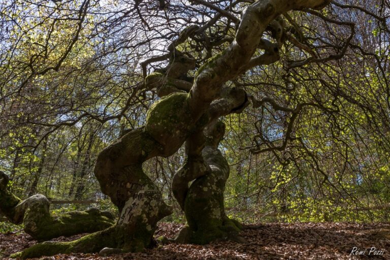 Arbre au tronc noueux enveloppé par ses branches