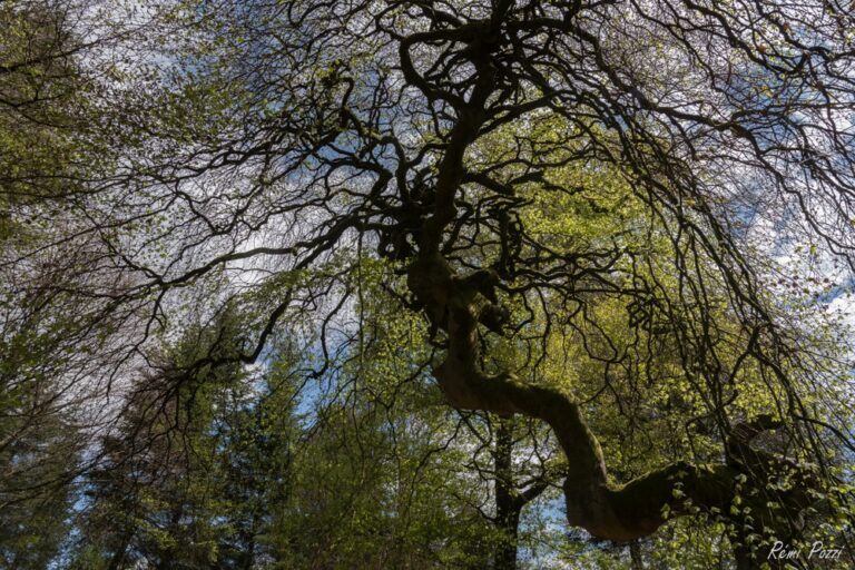 Tronc d'arbre tordu dans la forêt de Verzy