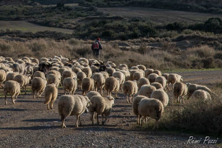 Troupeau de moutons qui se déplace dans les Bardenas