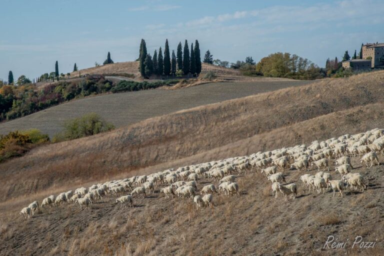 Troupeau de moutons descendant les pentes de Toscane