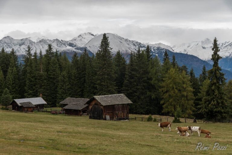 Vaches dans un champ en altitude dans les Dolomites