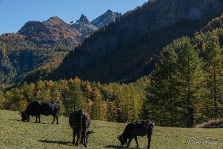 Vaches au pied d'une imposante montagne dans les Alpes