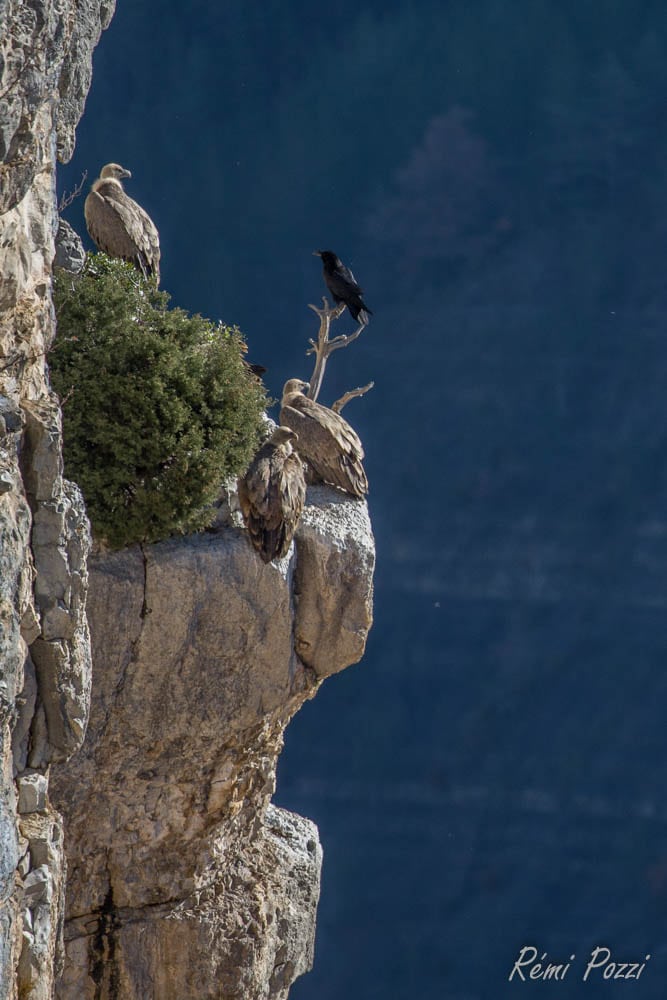 Des vautours avec un corbeau perchés sur une falaise