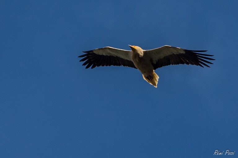 Vautour percnoptère planant haut dans le ciel