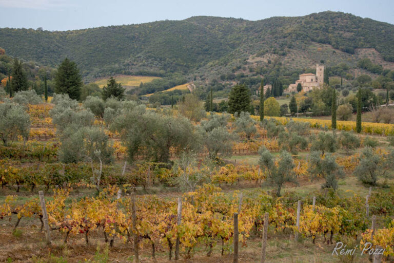 Vignoble sur les collines verdoyantes de Toscane